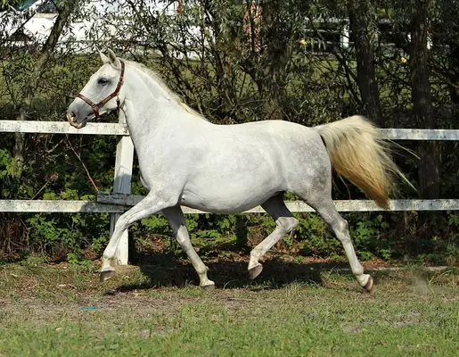 GRATIOSA XIV - eine ganz besondere Lipizzanerdame