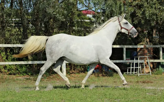 GRATIOSA XIV - eine ganz besondere Lipizzanerdame