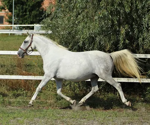 GRATIOSA XIV - eine ganz besondere Lipizzanerdame
