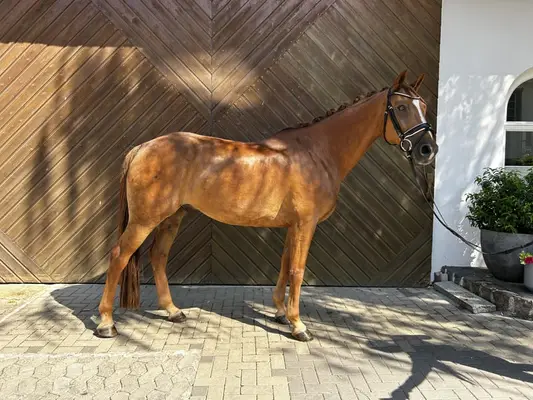 Compañero intrépido para deporte y ocio
