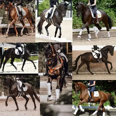 ¡Vendemos tu caballo!