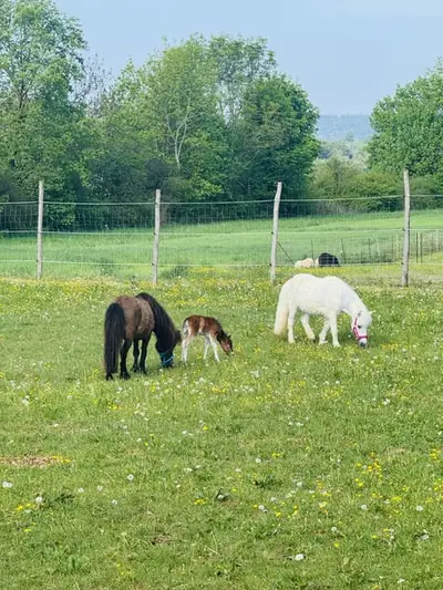 Aufzuchtplatz für Mini Shetty Stutfohlen