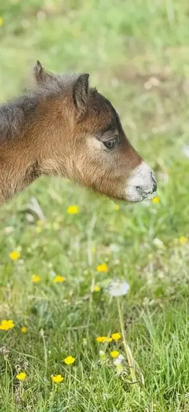 Aufzuchtplatz für Mini Shetty Stutfohlen