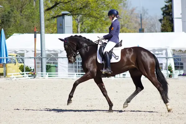 Wunderschöne Stute fürs große Viereck-⭐️Galopp 9,0 ⭐️
