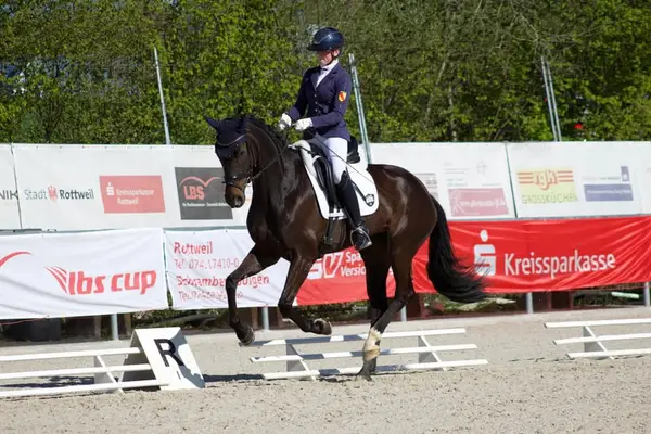 Wunderschöne Stute fürs große Viereck-⭐️Galopp 9,0 ⭐️