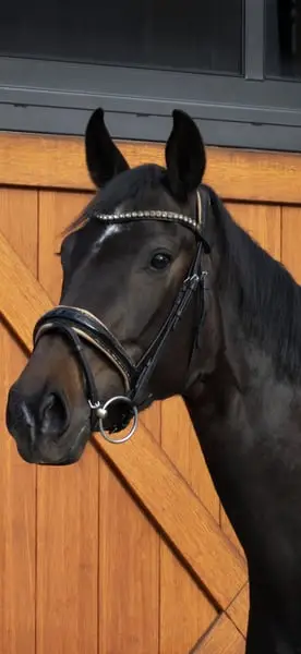 Wunderschöne Stute fürs große Viereck-⭐️Galopp 9,0 ⭐️