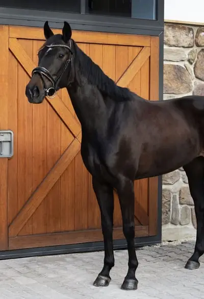 Wunderschöne Stute fürs große Viereck-⭐️Galopp 9,0 ⭐️