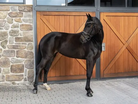 Wunderschöne Stute fürs große Viereck-⭐️Galopp 9,0 ⭐️