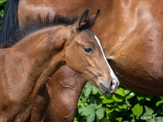 Typey, premium stallion foal