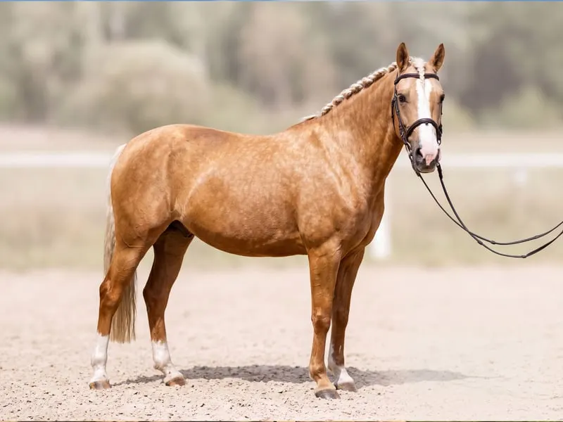 auffällige, kinderliebe Ponystute mit guter Abstammung