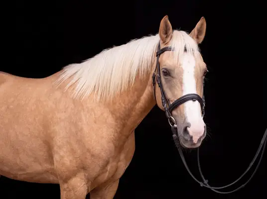 auffällige, kinderliebe Ponystute mit guter Abstammung