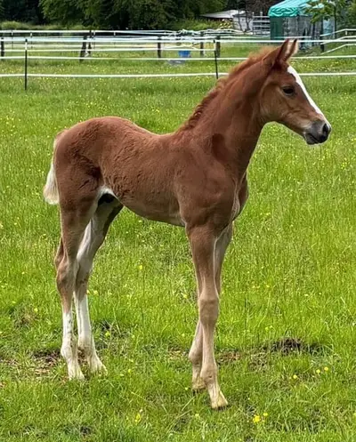 Langbeiniger Sportler mit internationaler Springgenetik