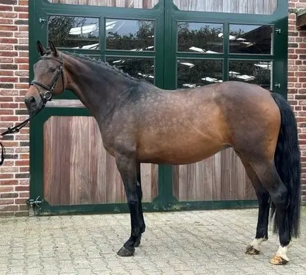Hübsche Zuchtstute mit Grand-Prix Mutterstamm