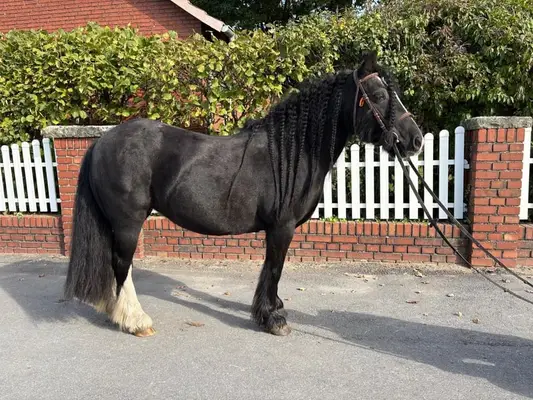 Excellent poney pour enfant, fiable
