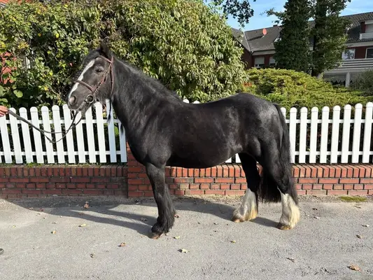 Tolles, zuverlässiges Kinderpony