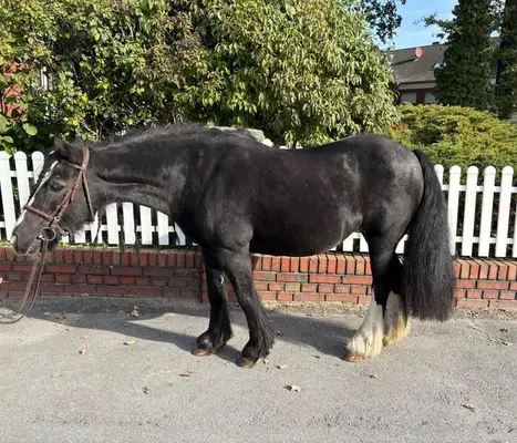 Tolles, zuverlässiges Kinderpony