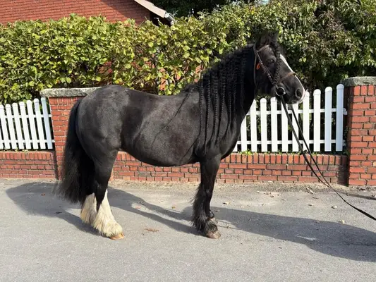 Tolles, zuverlässiges Kinderpony