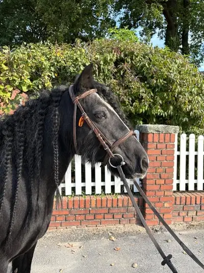 Tolles, zuverlässiges Kinderpony