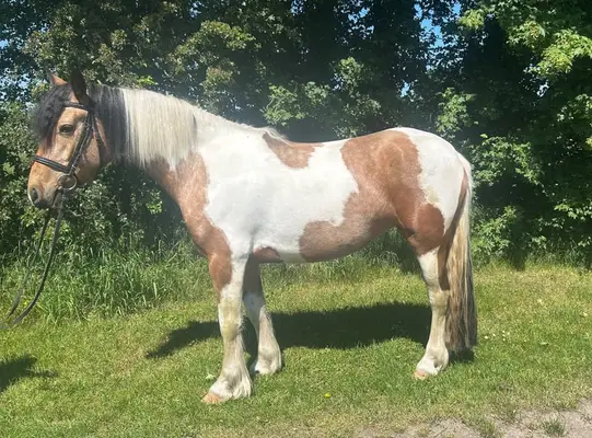 Toller Stute in besonderer Optik