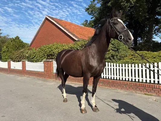 Cheval de selle courageux pour le cavalier de loisir ambitieux