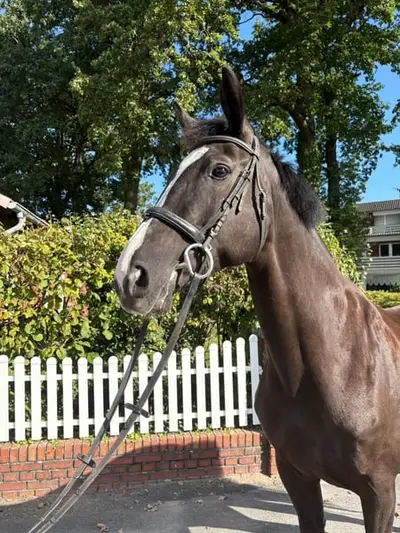 Braves Reitpferd für den ambitionierten Freizeitreiter
