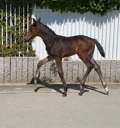 Pouliche de Hanovre de rêve