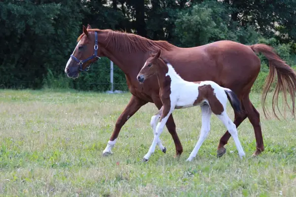 Elitesprungfohlen Ameverni MCW Z (Action Breaker / Verdi / Kannan)