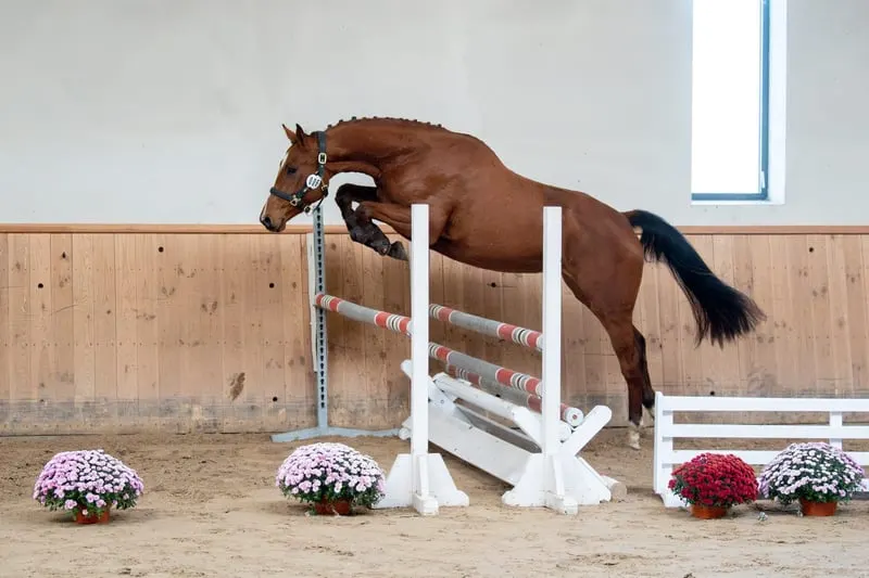 Stute für den Hochleistungssport in Springen, Vielseitigkeit und Zucht