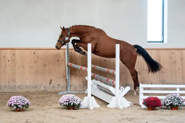 Jument pour le sport de haut niveau en saut d'obstacles, concours complet et élevage