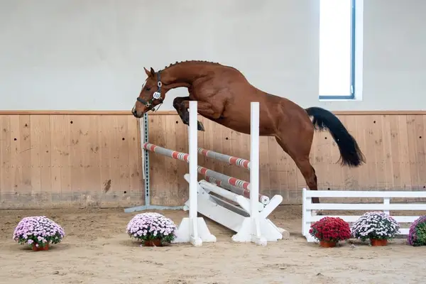 Stute für den Hochleistungssport in Springen, Vielseitigkeit und Zucht