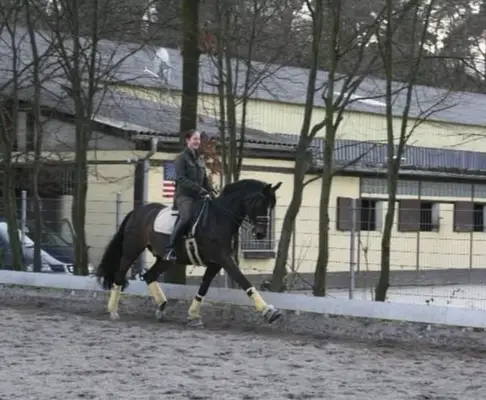 Beritt, Ausbildung und Vermarktung von Dressurpferden / Ponys