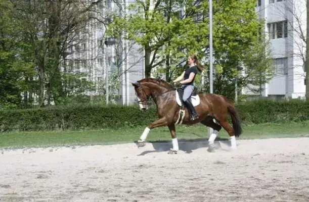 Beritt, Ausbildung und Vermarktung von Dressurpferden / Ponys