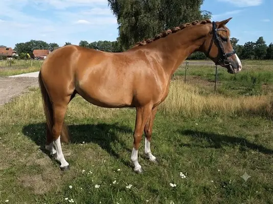 Schicke 4j. Deutsche Reitpony Stute mit sehr guten GGA!