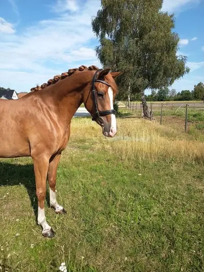 Schicke 4j. Deutsche Reitpony Stute mit sehr guten GGA!