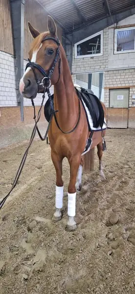 Schicke 4j. Deutsche Reitpony Stute mit sehr guten GGA!