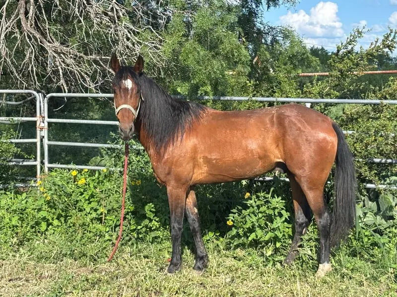 Geretteter Mustang sucht neues Zuhause