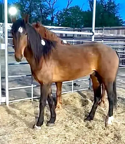 Geretteter Mustang sucht neues Zuhause