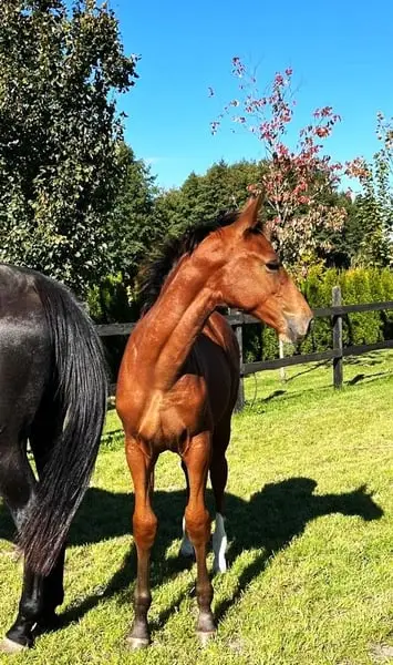 Belle jument au pedigree sportif