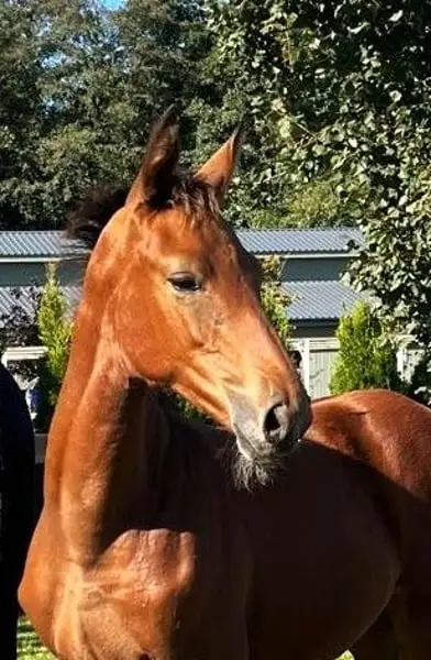 Schöne Stute mit sportlichem Pedigree