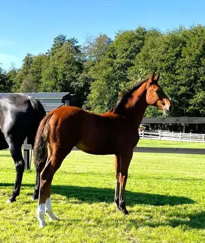 Schöne Stute mit sportlichem Pedigree