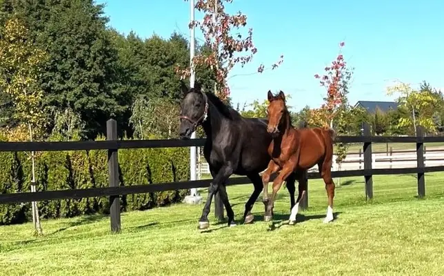Schöne Stute mit sportlichem Pedigree