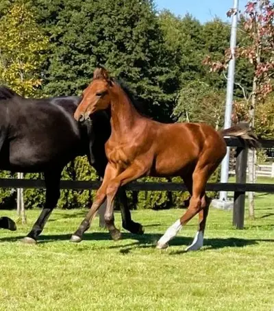 Schöne Stute mit sportlichem Pedigree