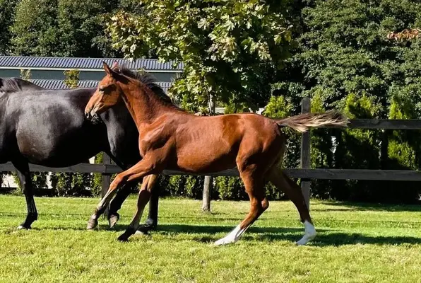 Schöne Stute mit sportlichem Pedigree