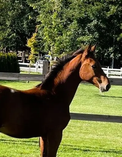 Schöne Stute mit sportlichem Pedigree