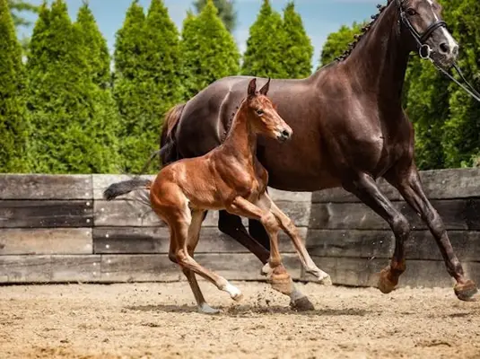 Étalon attractif, descendant de Mosito van het Hellehof