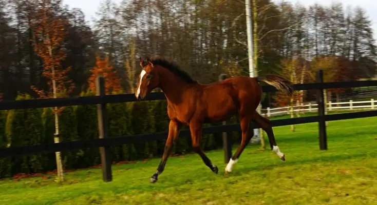 Ogierek nach Casiro I