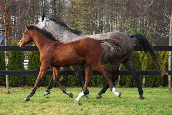 Ogierek nach Casiro I