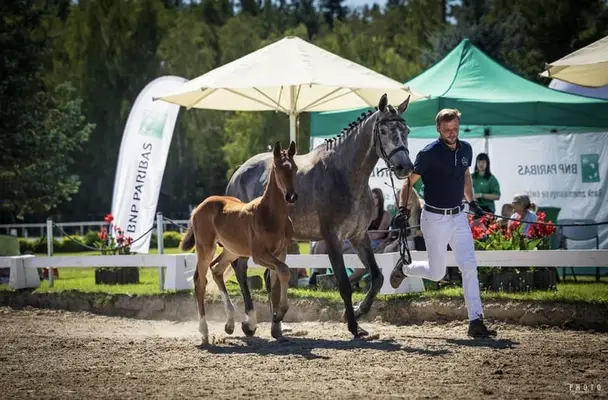 Étalon exceptionnel à vendre