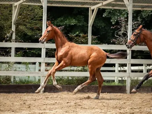 Étalon attractif avec une lignée EXTREME U.S.