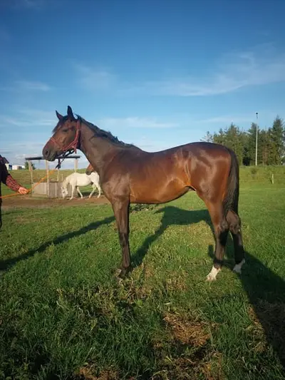 Un poulain d'un an à vendre : H. Darkson